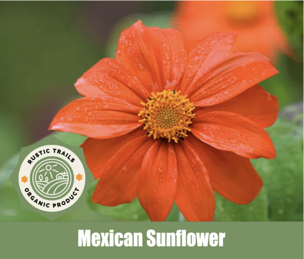 Mexican Sunflower (Tithonia diversifolia)